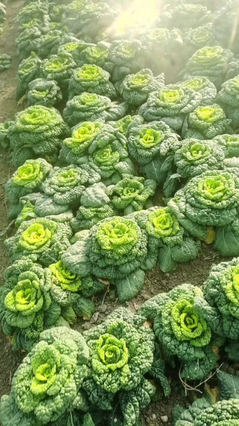 精品黄心乌又称乌塌菜产地安徽怀远量大优惠质量保证