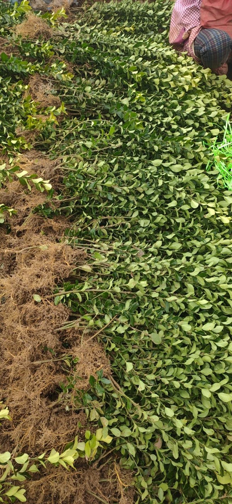 冬青树苗大叶黄杨四季常青植物绿篱围墙庭院别墅工程绿化苗木