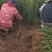 冬青树苗大叶黄杨四季常青植物绿篱围墙庭院别墅工程绿化苗木