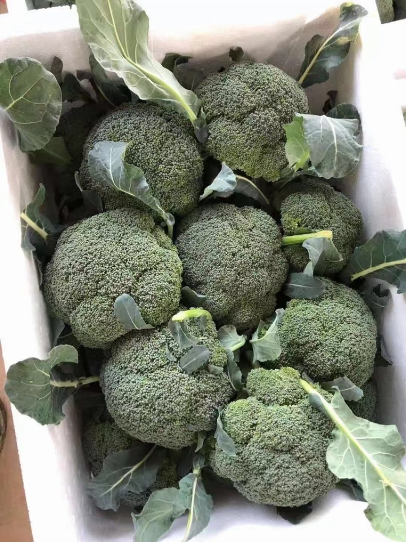 热销🔥精品西蓝花产地直供可装箱可打包