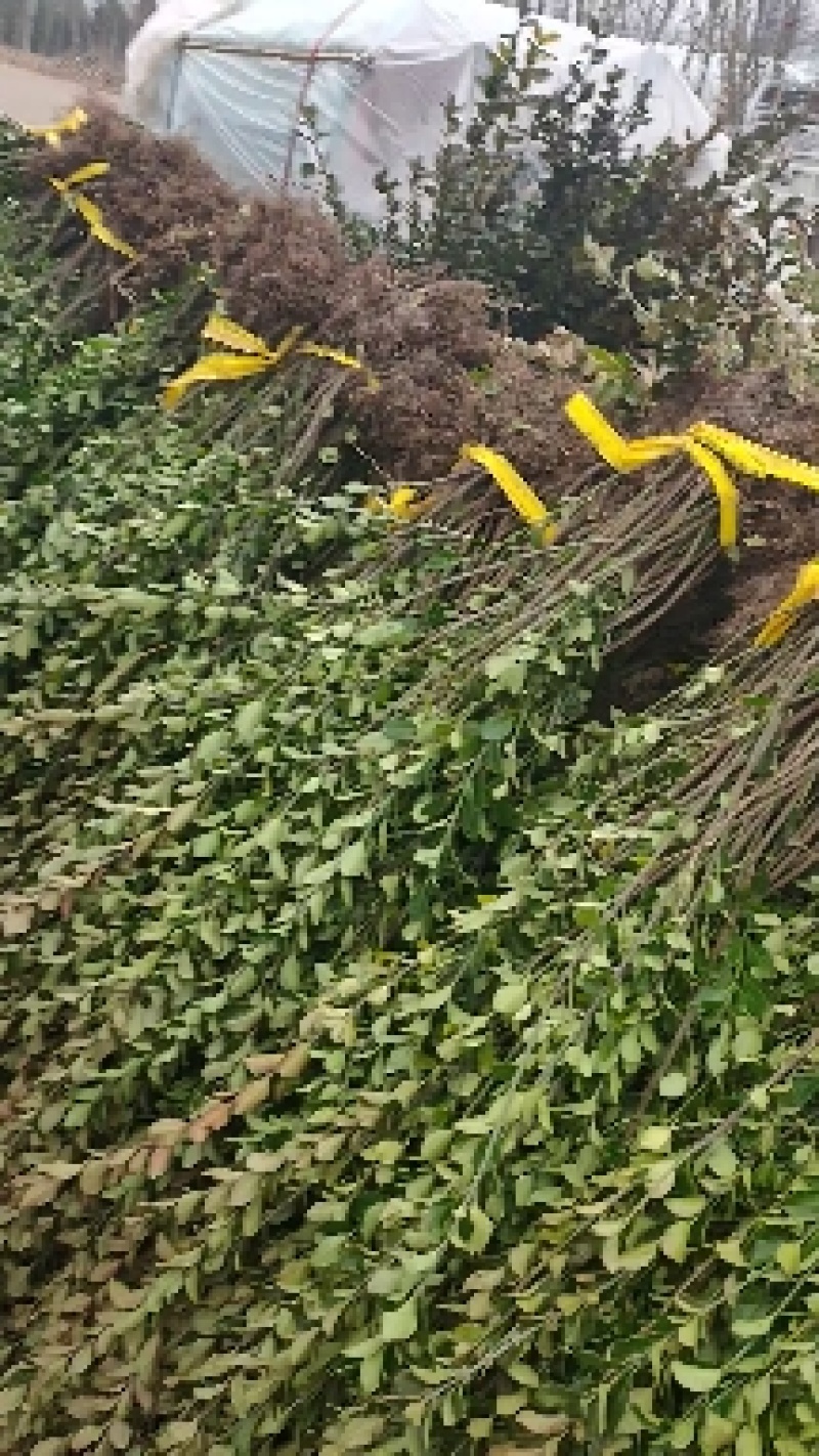 冬青树苗大叶黄杨四季常青植物绿篱围墙庭院别墅工程绿化苗木