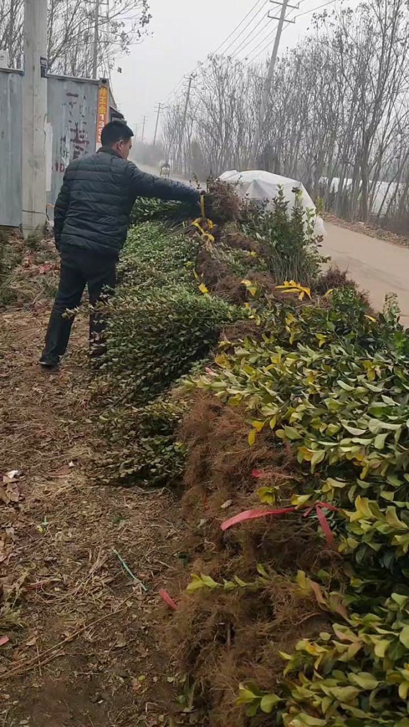 冬青树苗大叶黄杨四季常青植物绿篱围墙庭院别墅工程绿化苗木