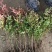 冬青树苗大叶黄杨四季常青植物绿篱围墙庭院别墅工程绿化苗木