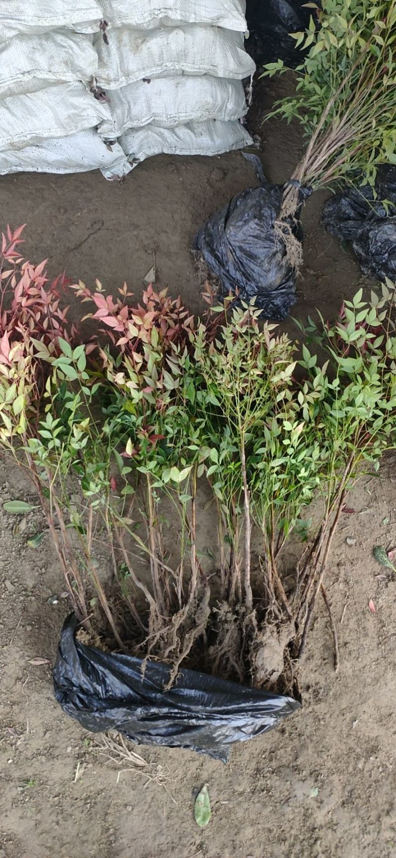 冬青树苗大叶黄杨四季常青植物绿篱围墙庭院别墅工程绿化苗木