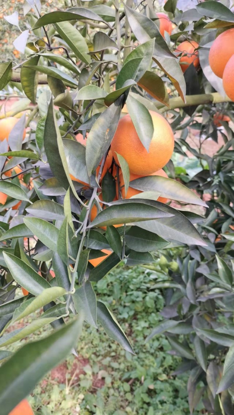 塔罗科血橙