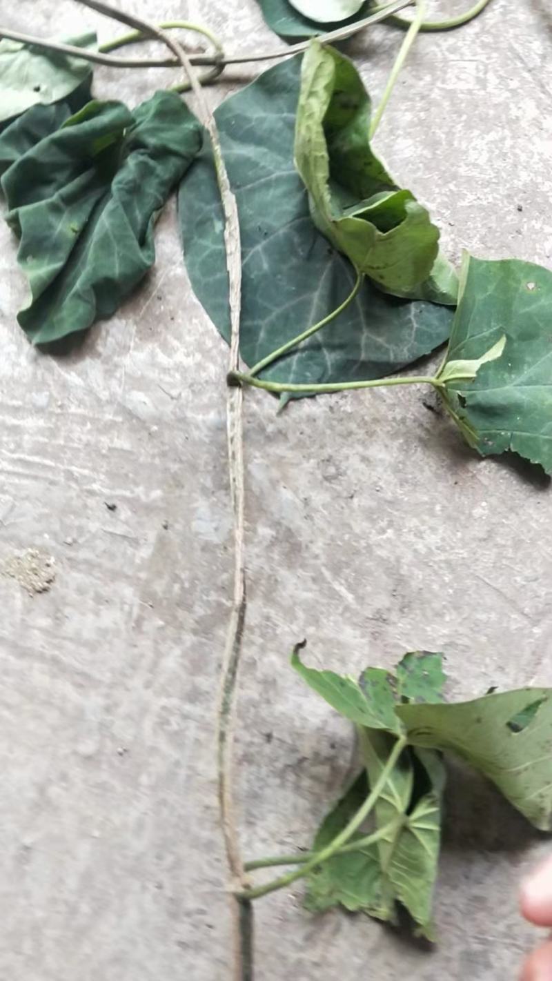 通关藤