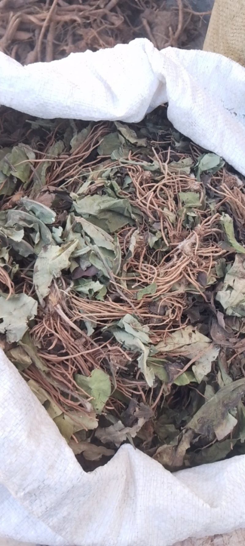 毛大丁，白头翁一支箭，兔耳风，自然风干，没水洗