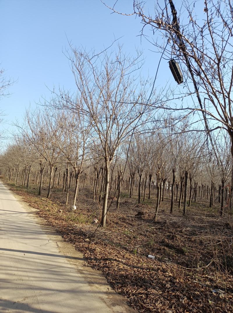 鄢陵14的巨紫荆上车2200元