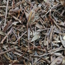 姜味草云南姜味草地生姜柏枝草香草灵芝草