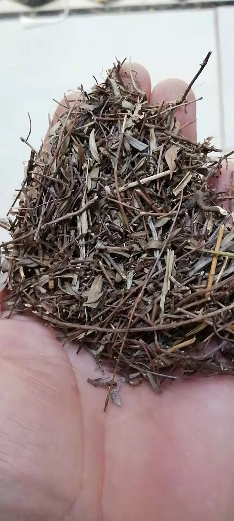 姜味草云南姜味草地生姜柏枝草香草灵芝草