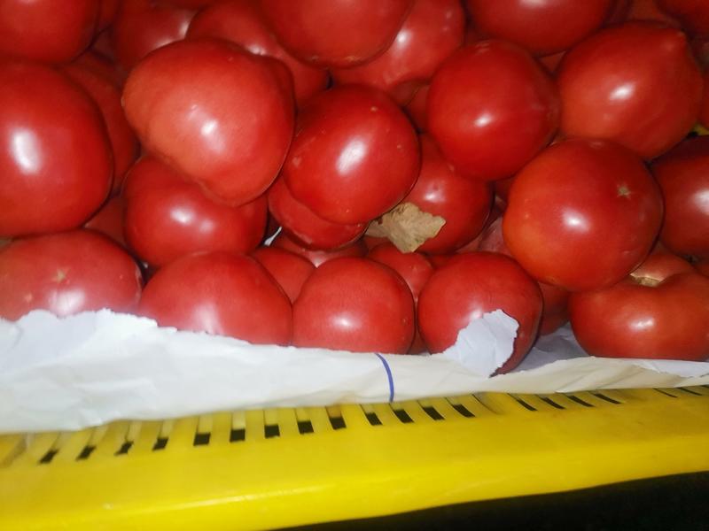 【普罗旺斯西红柿】陕西西红柿供应各大电商商超社区团购