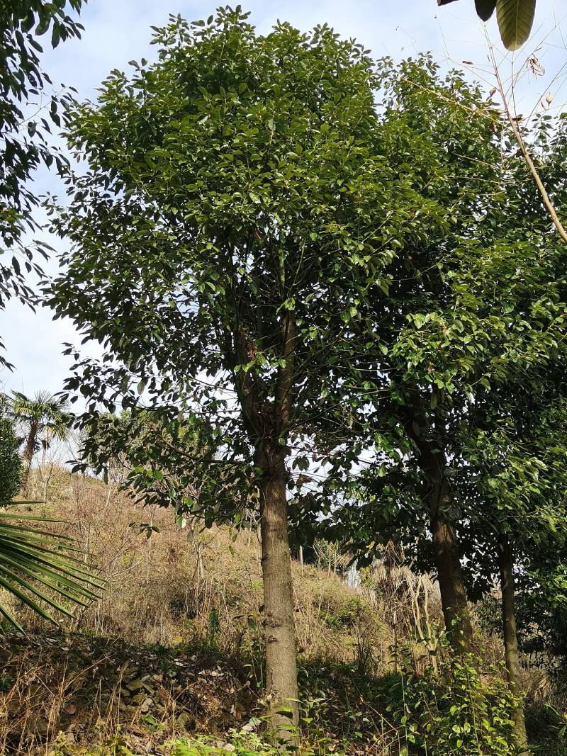 香樟树