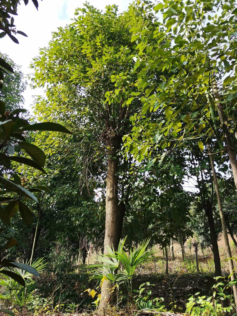 香樟树