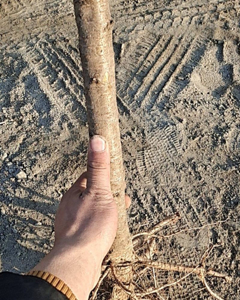 河南毛桃苗，苗圃直销无中间商，南北方种植现挖现发