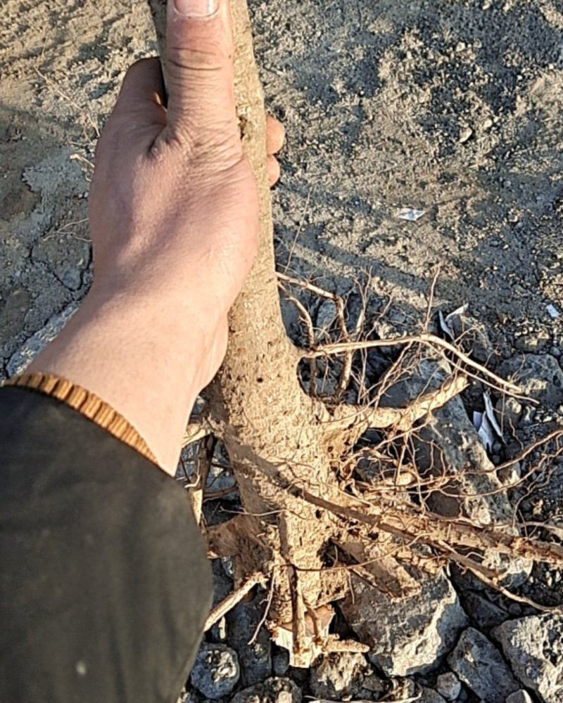 河南毛桃苗，苗圃直销无中间商，南北方种植现挖现发