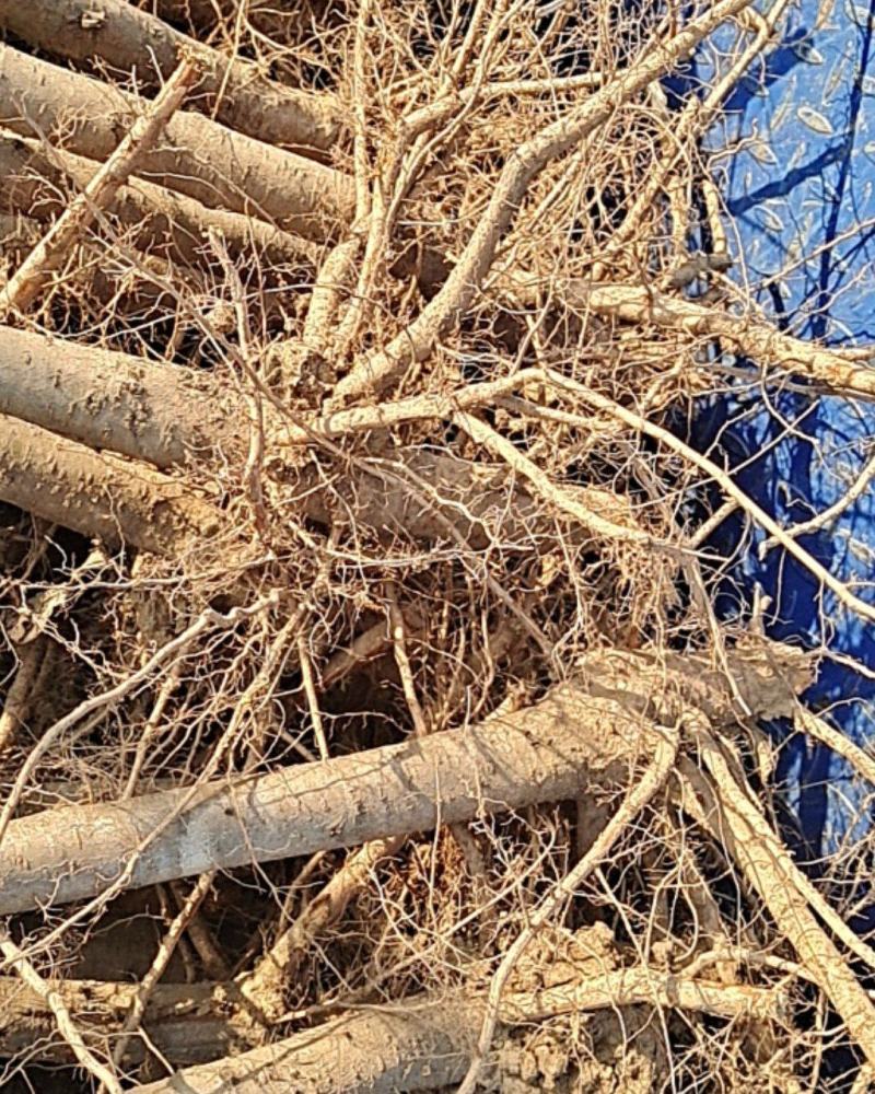 河南毛桃苗，苗圃直销无中间商，南北方种植现挖现发