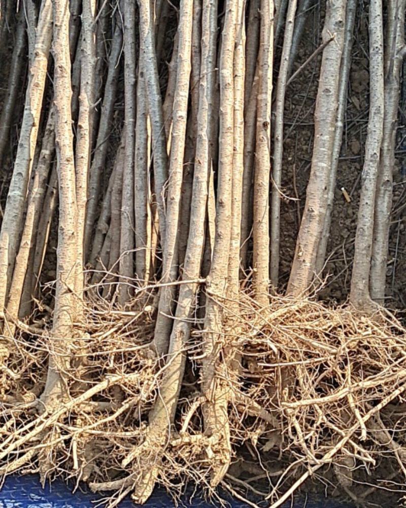 河南毛桃苗，苗圃直销无中间商，南北方种植现挖现发