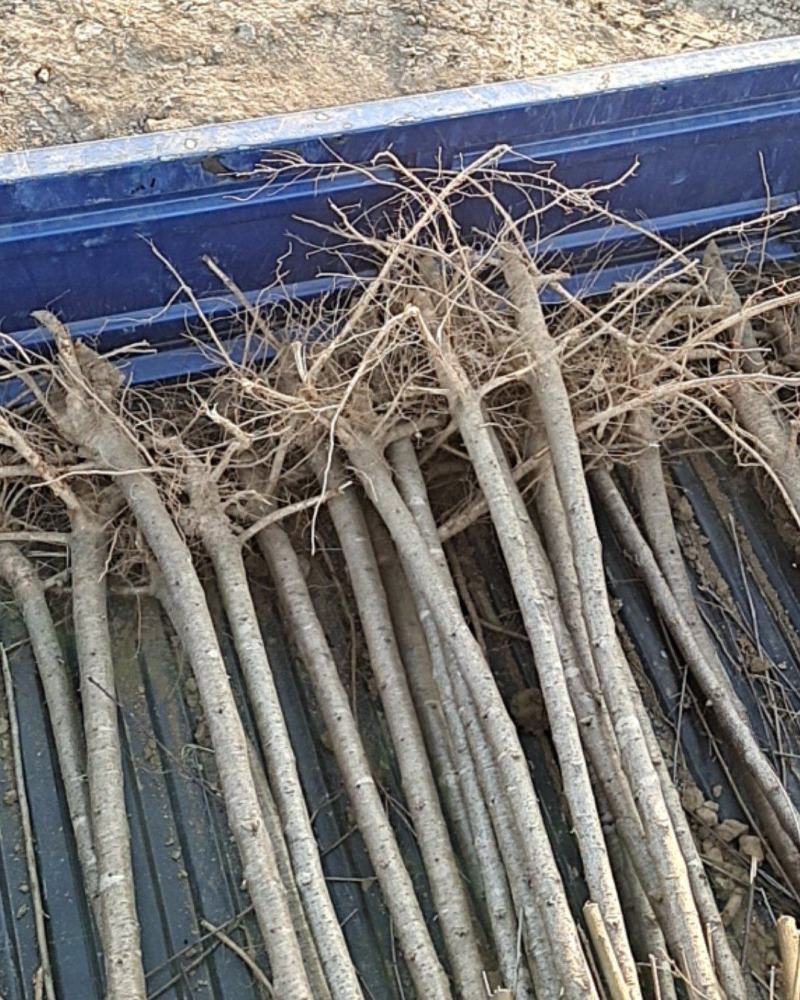 河南毛桃苗，苗圃直销无中间商，南北方种植现挖现发