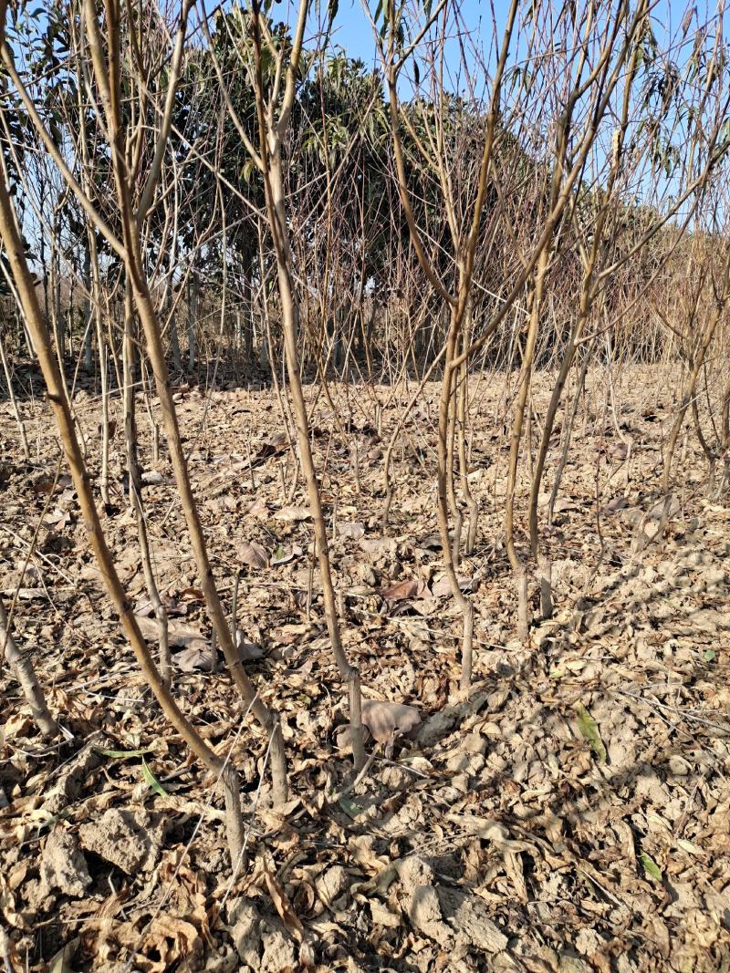 【包存活】黄金密4号苗，苗圃直销现挖现发，