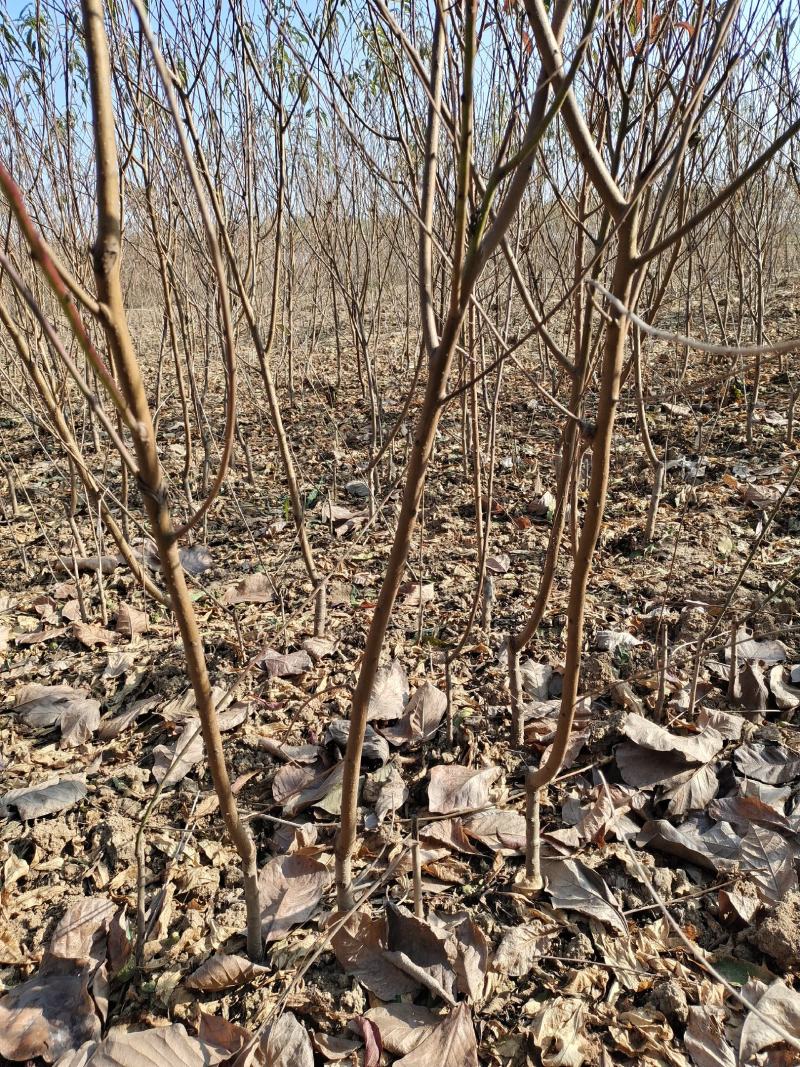 【包存活】黄金密4号苗，苗圃直销现挖现发，