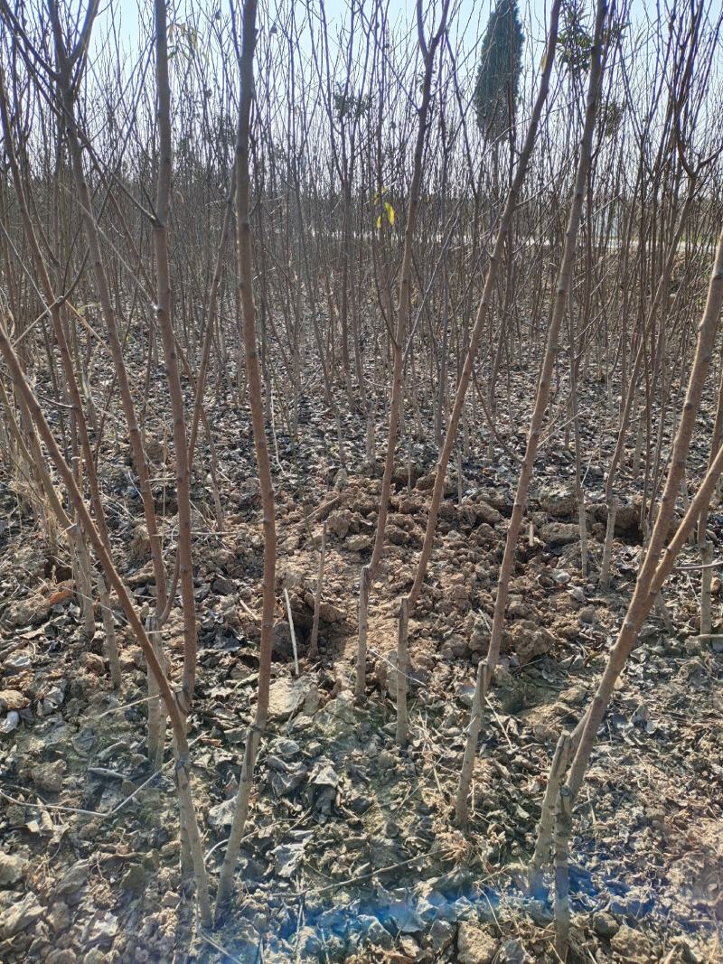 【包存活】黄金密4号苗，苗圃直销现挖现发，