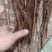 【优质】珍珠绣线菊大量现货，基地直发，欢迎看货联系