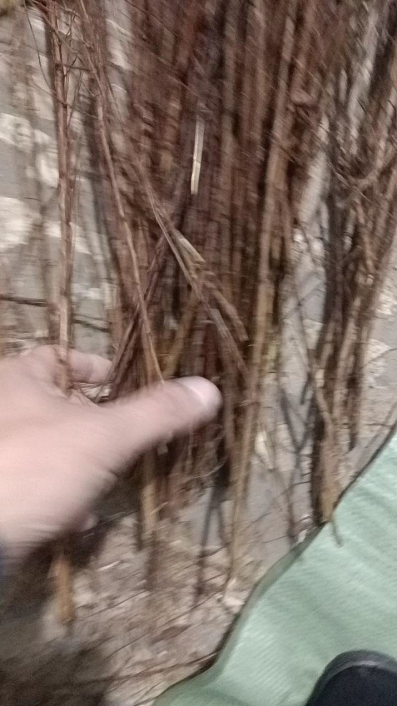 【优质】珍珠绣线菊大量现货，基地直发，欢迎看货联系