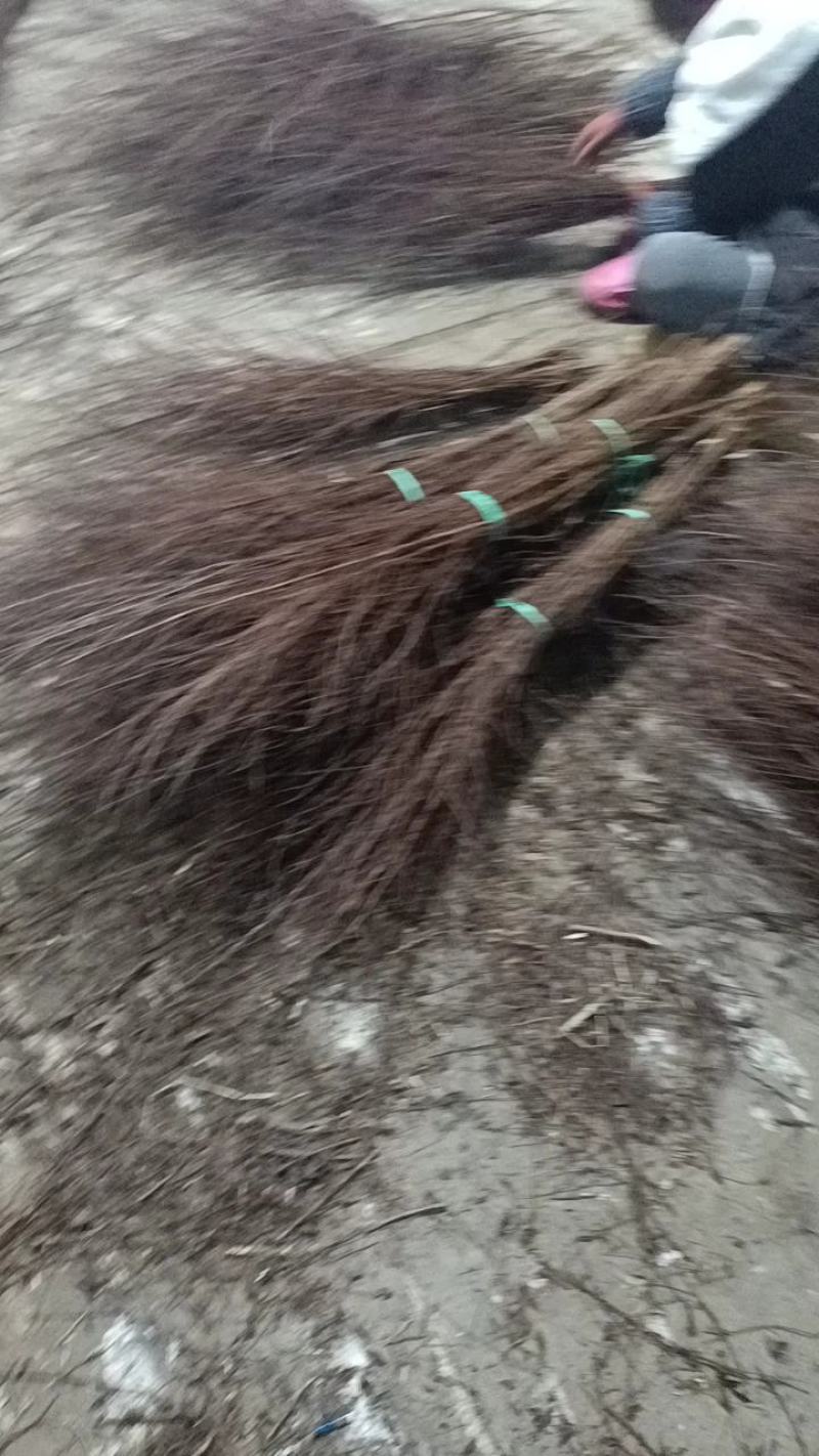 【优质】珍珠绣线菊大量现货，基地直发，欢迎看货联系