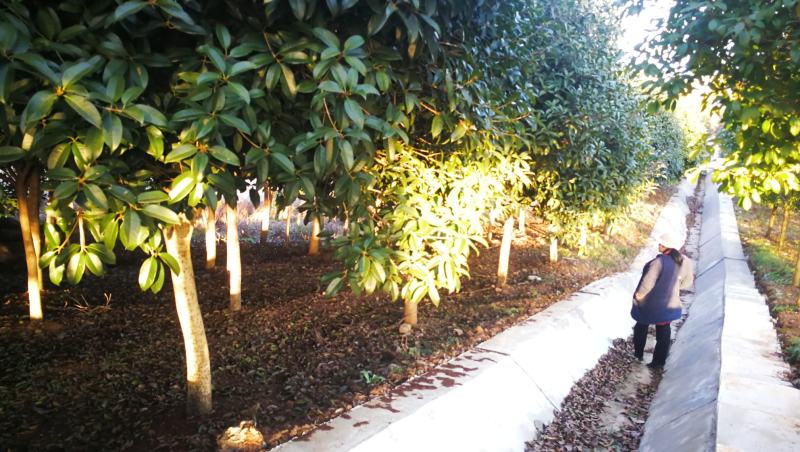 高杆桂花树8一15公分，金桂丹桂，基地直供，直接来电咨询