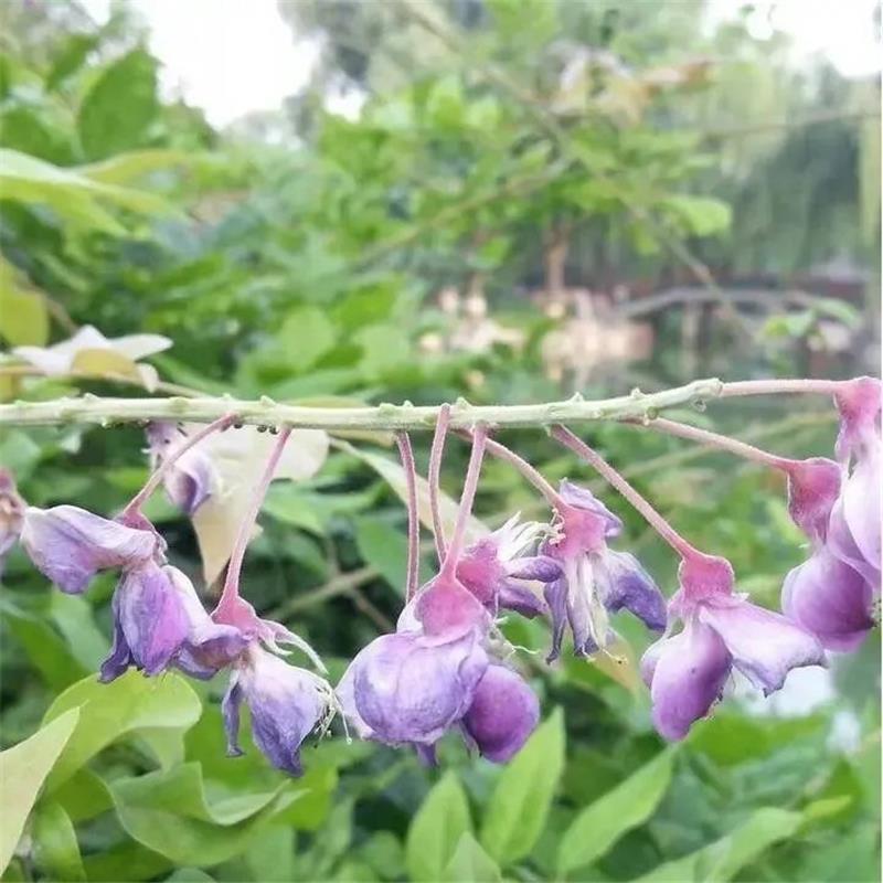 荆条牡荆护坡绿化苗木荆条种籽别称黄荆柴子