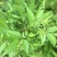 荆条牡荆护坡绿化苗木荆条种籽别称黄荆柴子
