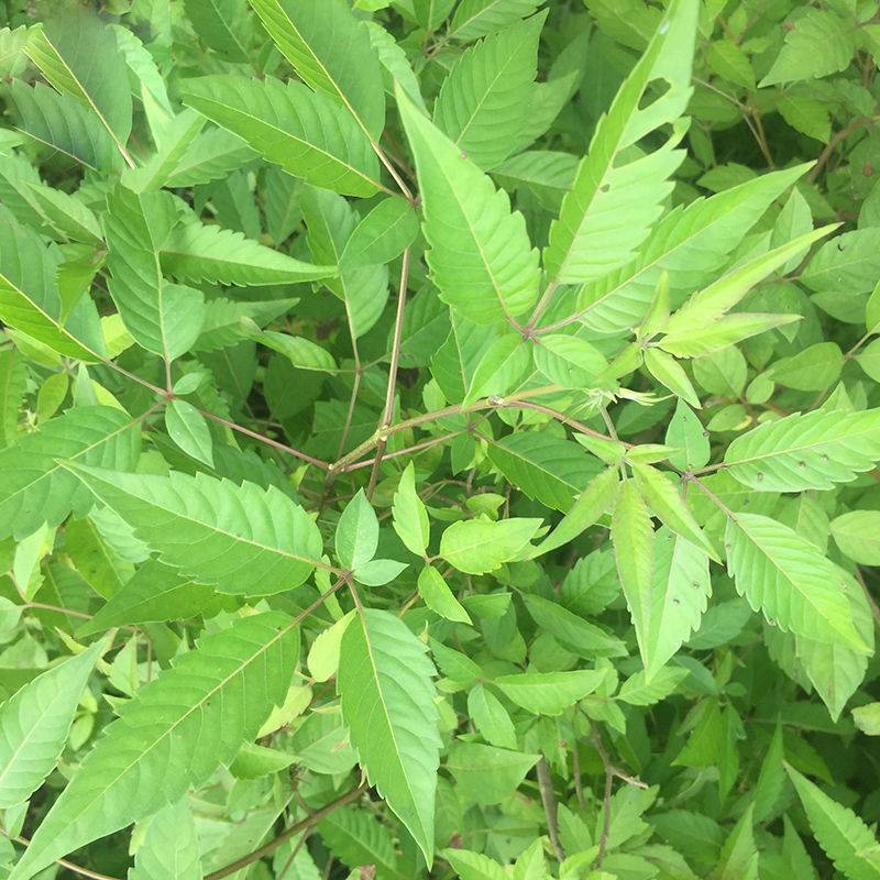 荆条牡荆护坡绿化苗木荆条种籽别称黄荆柴子