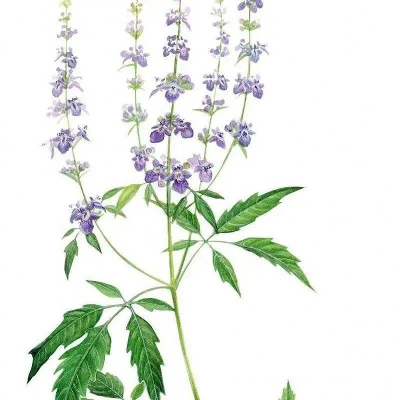 荆条牡荆护坡绿化苗木荆条种籽别称黄荆柴子