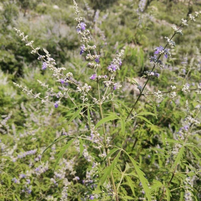 荆条牡荆护坡绿化苗木荆条种籽别称黄荆柴子