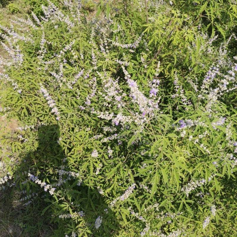 荆条牡荆护坡绿化苗木荆条种籽别称黄荆柴子