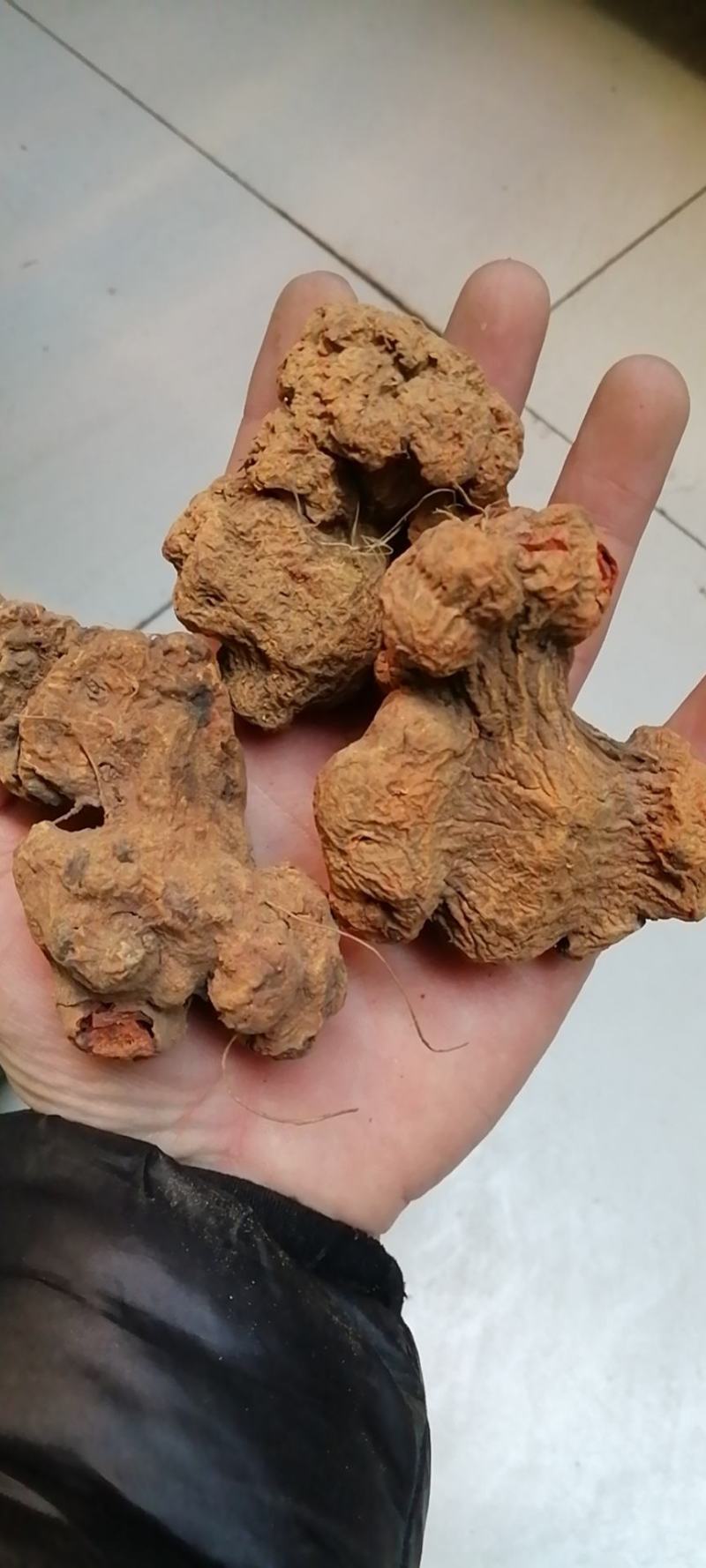 朱砂莲朱砂莲蛇莲躲蛇生朱砂连牛血连辟蛇