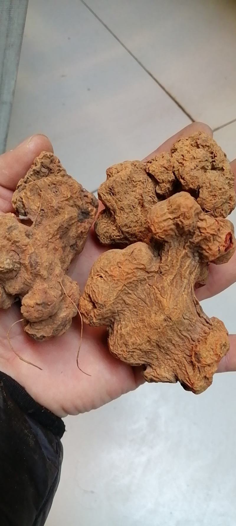 朱砂莲朱砂莲蛇莲躲蛇生朱砂连牛血连辟蛇