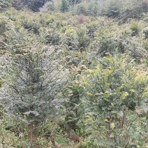 四川雅安红袋苗笼子货南方红豆杉70-120公分基地直售