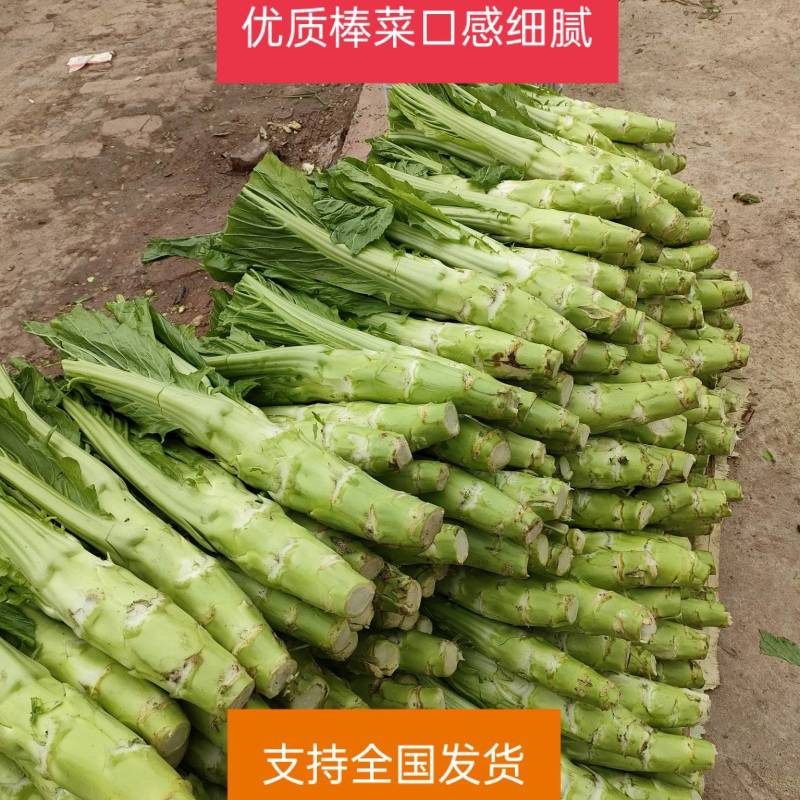 优质板叶棒菜品质好.，棒菜口感纯正是正宗的土品种.植物。