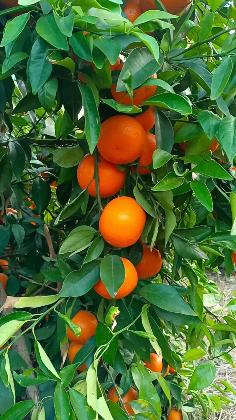 沃柑，沃柑，沃柑