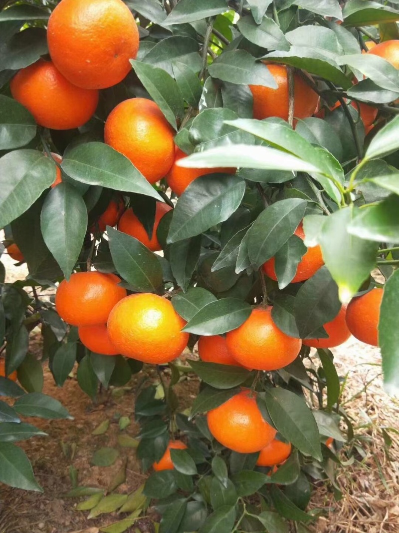 沃柑，沃柑，沃柑