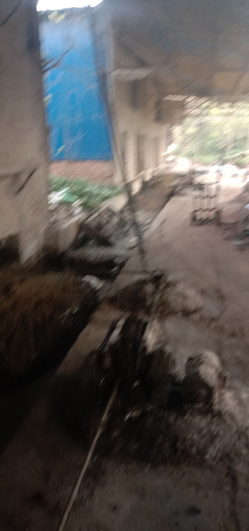 鸡粪