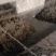 鸡粪