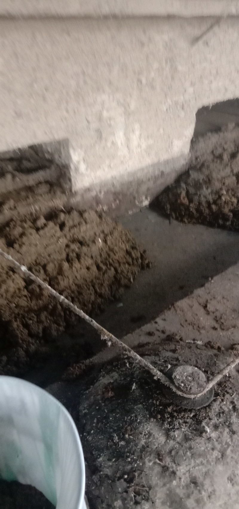 鸡粪