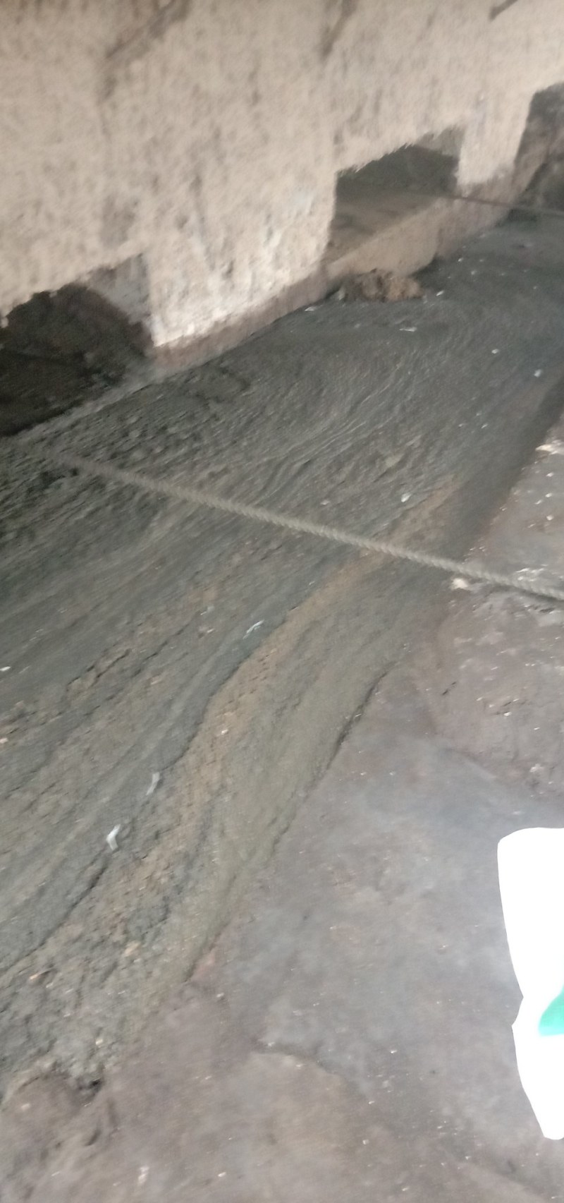 鸡粪