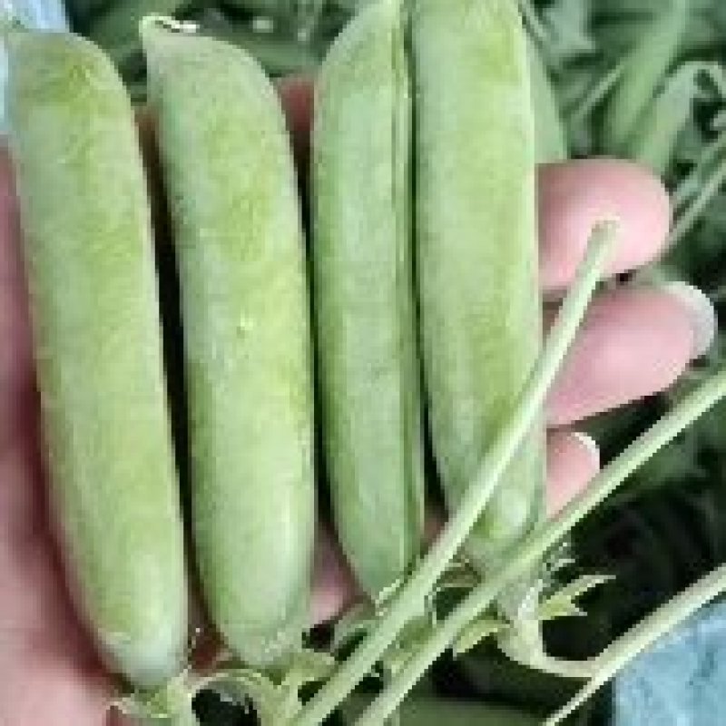 云南豌豆长寿仁豌豆水果豌豆甜脆豌豆基地直供欢迎订购