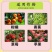 嘉绿元25%氟硅唑咪鲜胺炭疽病白腐病白粉病黑星病叶斑病