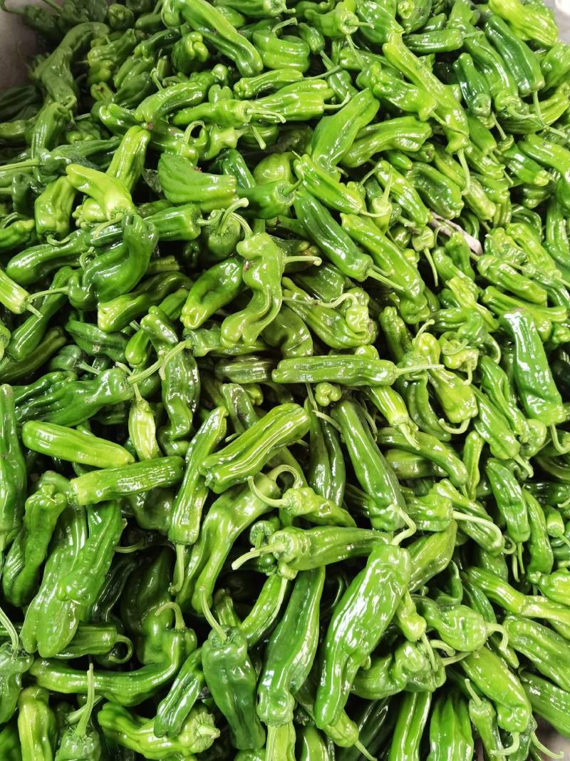 山东费县芜湖鲜辣椒大量上市，，质量很好，全国诚信发车