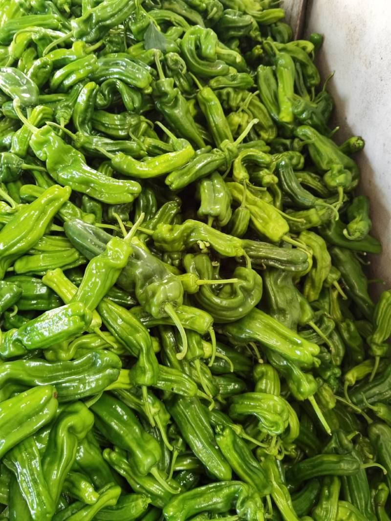 山东费县芜湖鲜辣椒大量上市，，质量很好，全国诚信发车