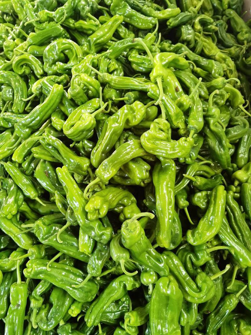 山东费县芜湖鲜辣椒大量上市，，质量很好，全国诚信发车